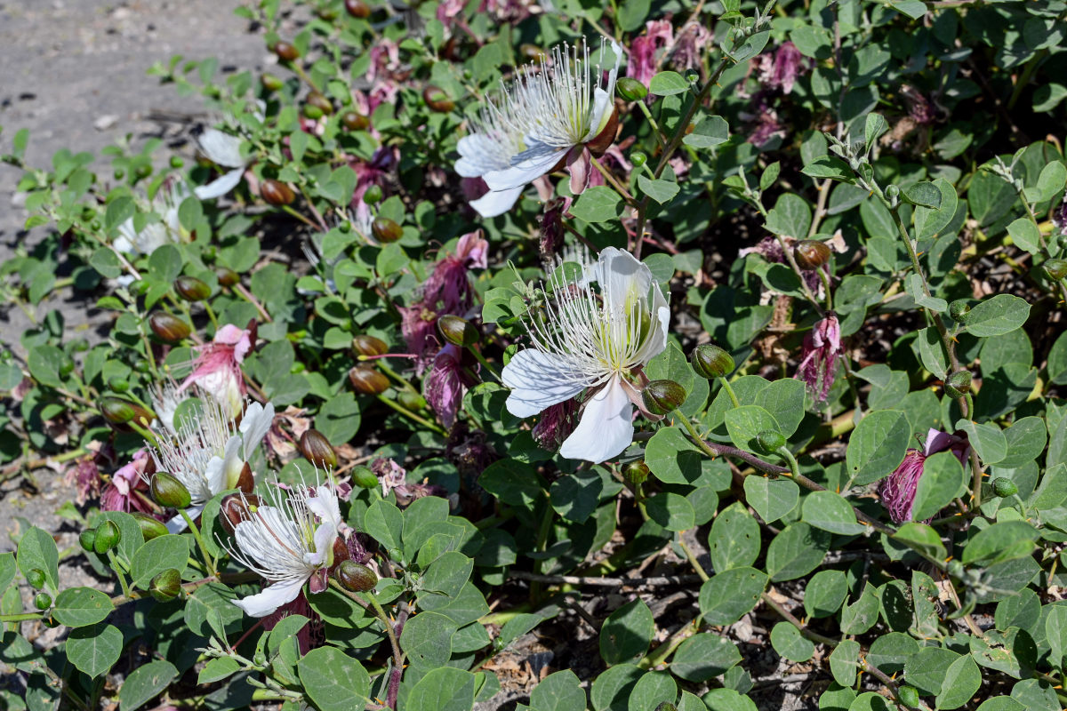 Изображение особи Capparis herbacea.