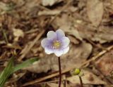 Hepatica nobilis. Цветок растения с нетипичной окраской венчика. Владимирская обл., обочина дороги Карабаново–Романовское, преимущественно еловый смешанный лес, на опушке. 13.04.2024.