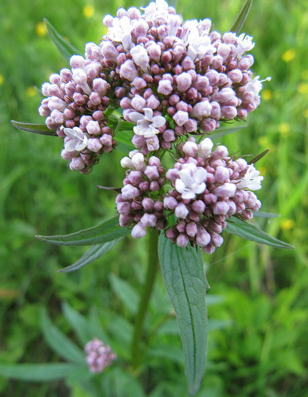 Image of Valeriana officinalis specimen.