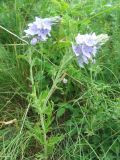 Veronica jacquinii