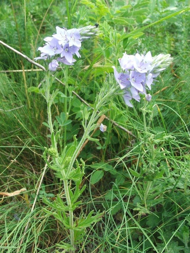 Image of Veronica jacquinii specimen.