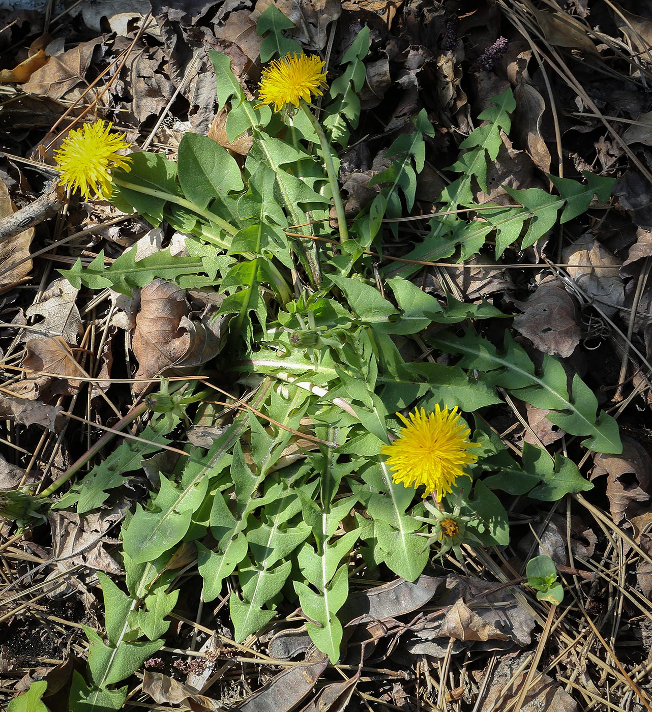 Image of Taraxacum officinale specimen.