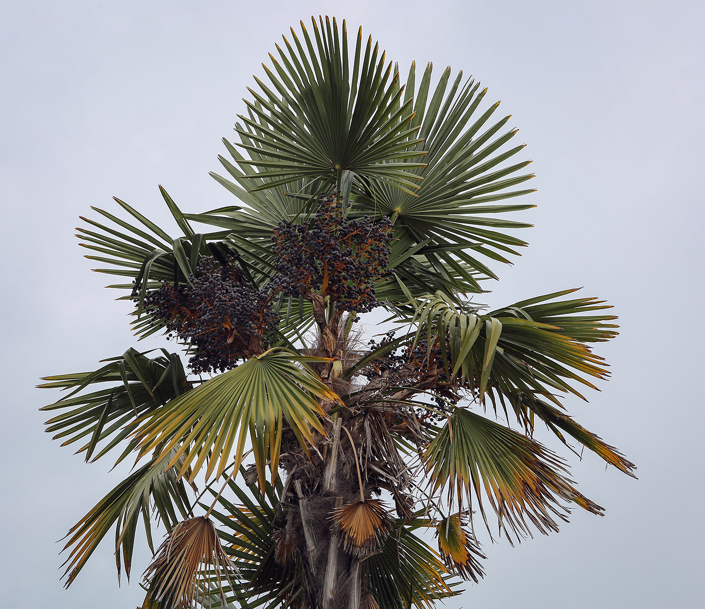 Image of Trachycarpus fortunei specimen.