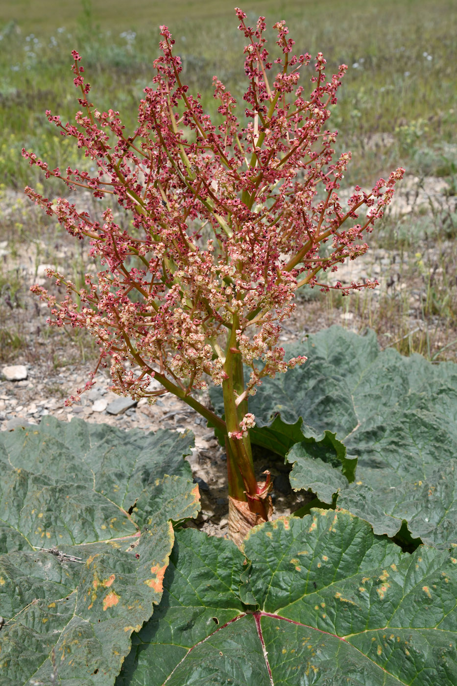 Изображение особи Rheum tataricum.