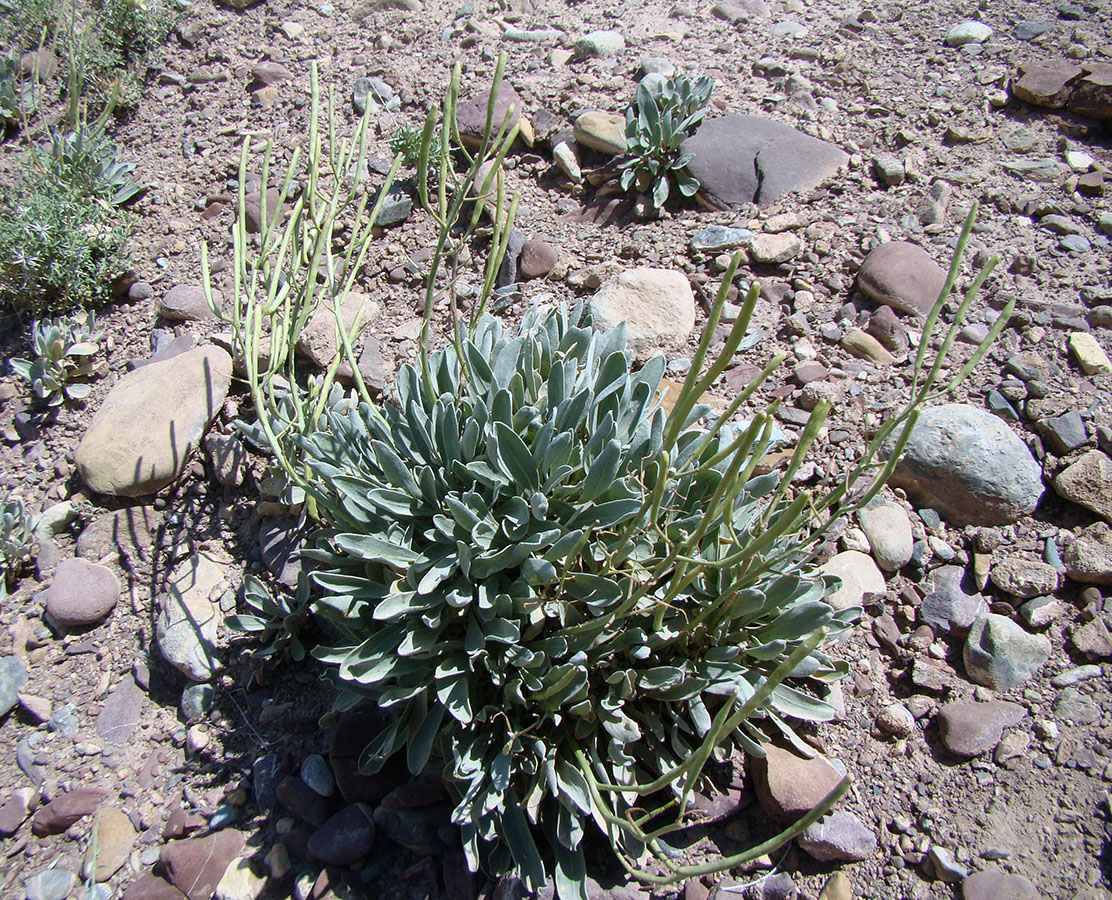 Image of Iskandera alaica specimen.