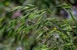 Bromus arvensis