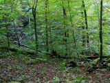 Fagus orientalis. Молодые и средневозрастные деревья на старой вырубке. Сочинский р-н, 10 км вост. пос. Лазаревское, окр. пос. Татьяновка. 28 сентября 2005 г.