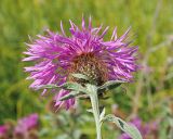 Centaurea pseudophrygia. Верхушка побега с соцветием-корзинкой и листьями верхней формации (видна их абаксиальная поверхность). Ульяновская обл., Мелекесский р-н, окр. пос. Русский Мелекесс, суходольный луг. 25.07.2023.