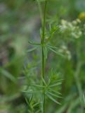 Galium album