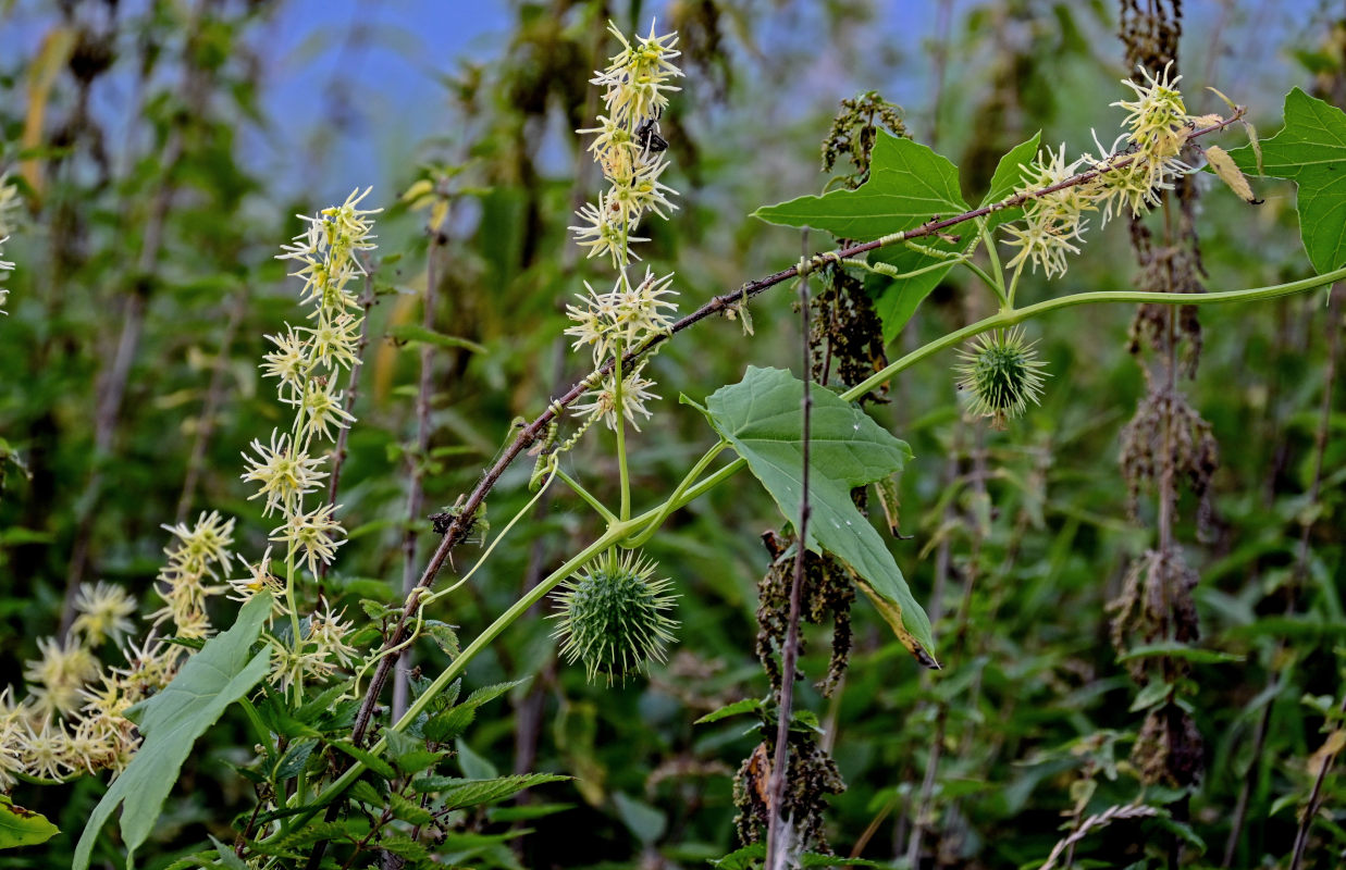 Изображение особи Echinocystis lobata.