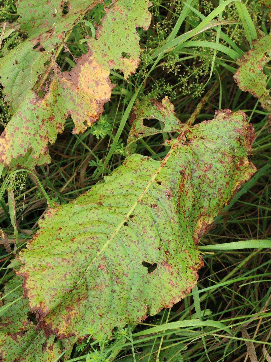 Image of Rumex confertus specimen.