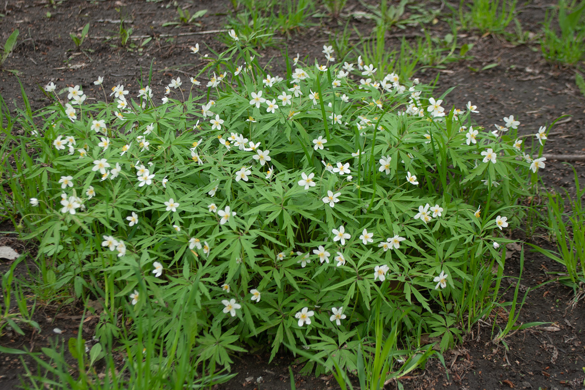 Image of Anemone caerulea specimen.