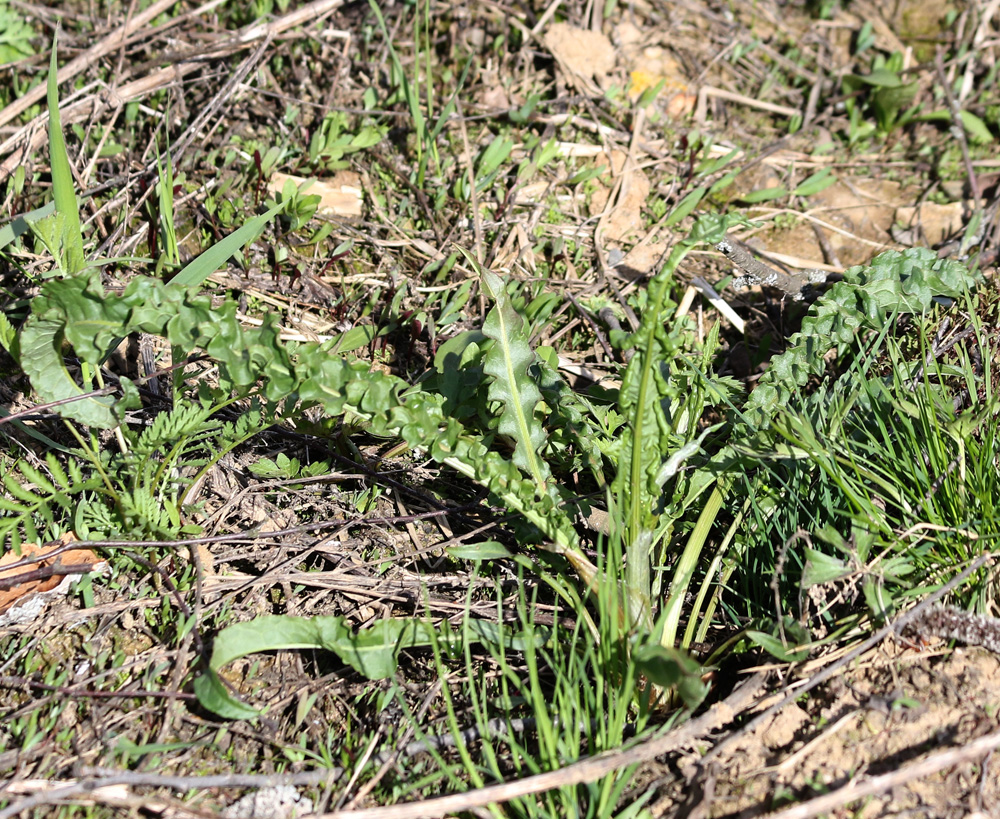 Image of genus Rumex specimen.