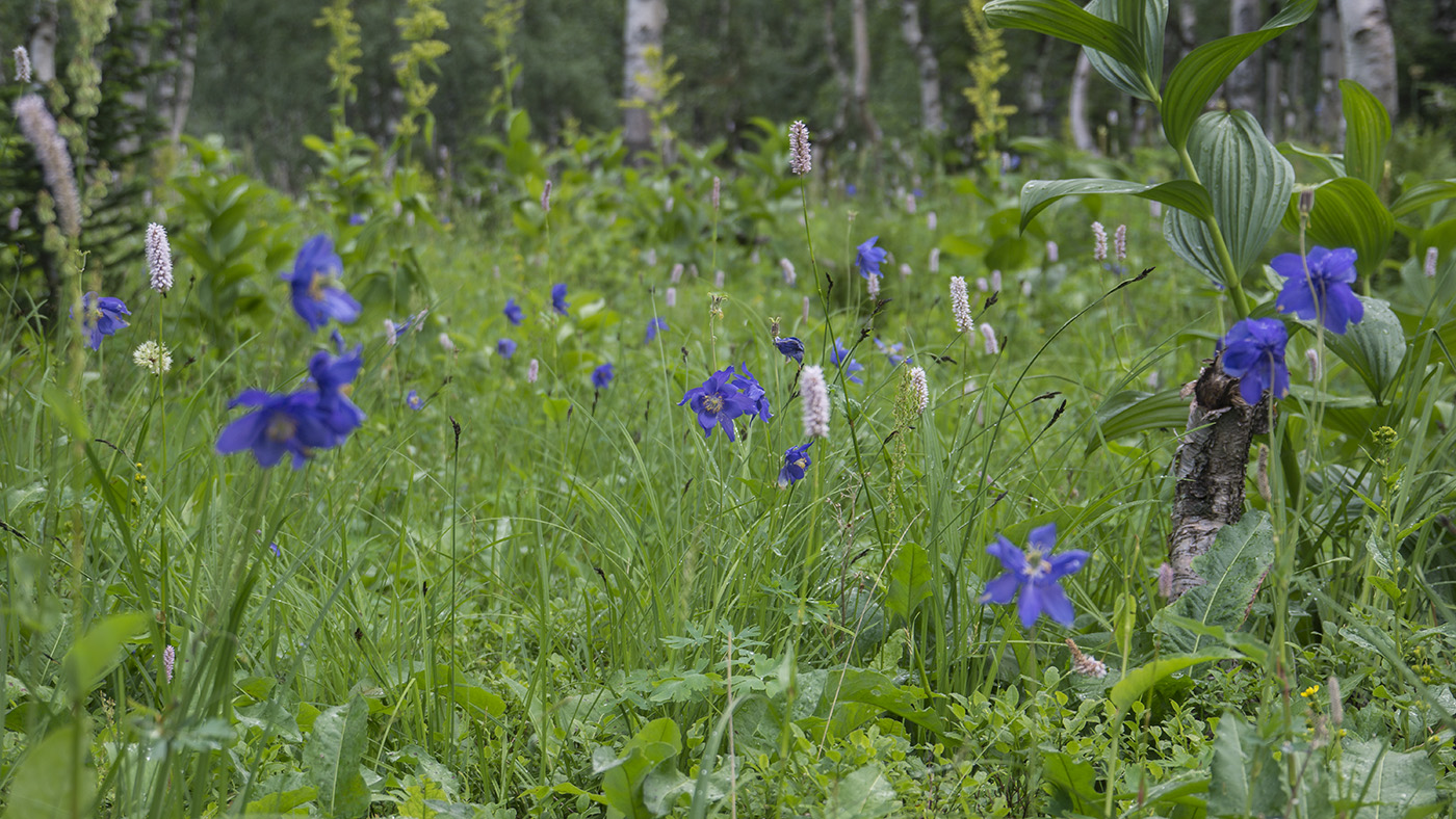 Изображение особи Aquilegia glandulosa.