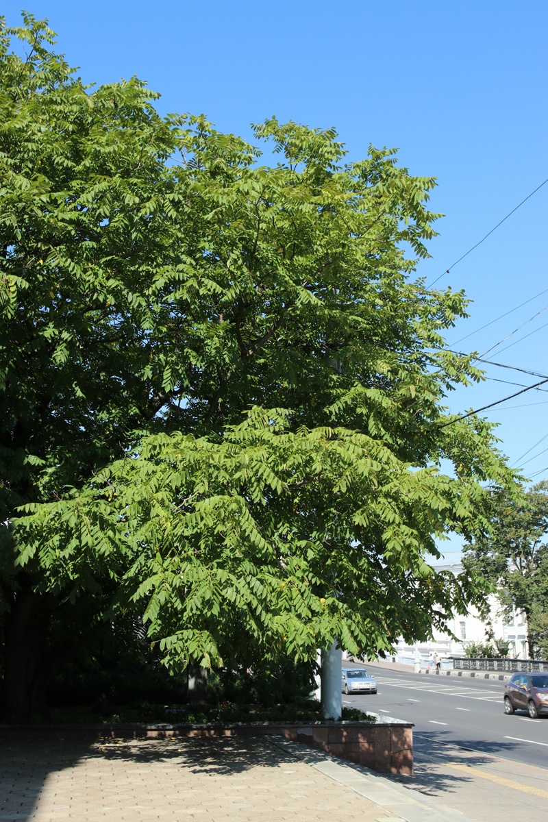 Изображение особи Juglans mandshurica.