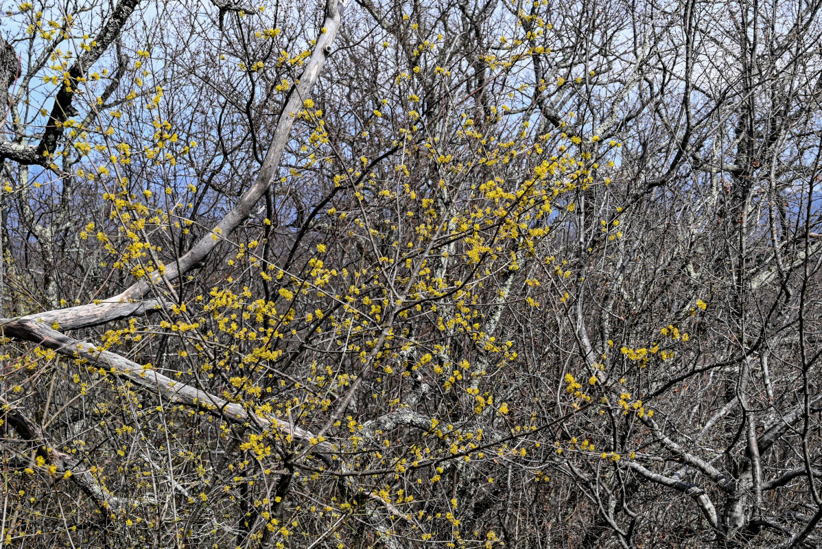 Image of Cornus mas specimen.