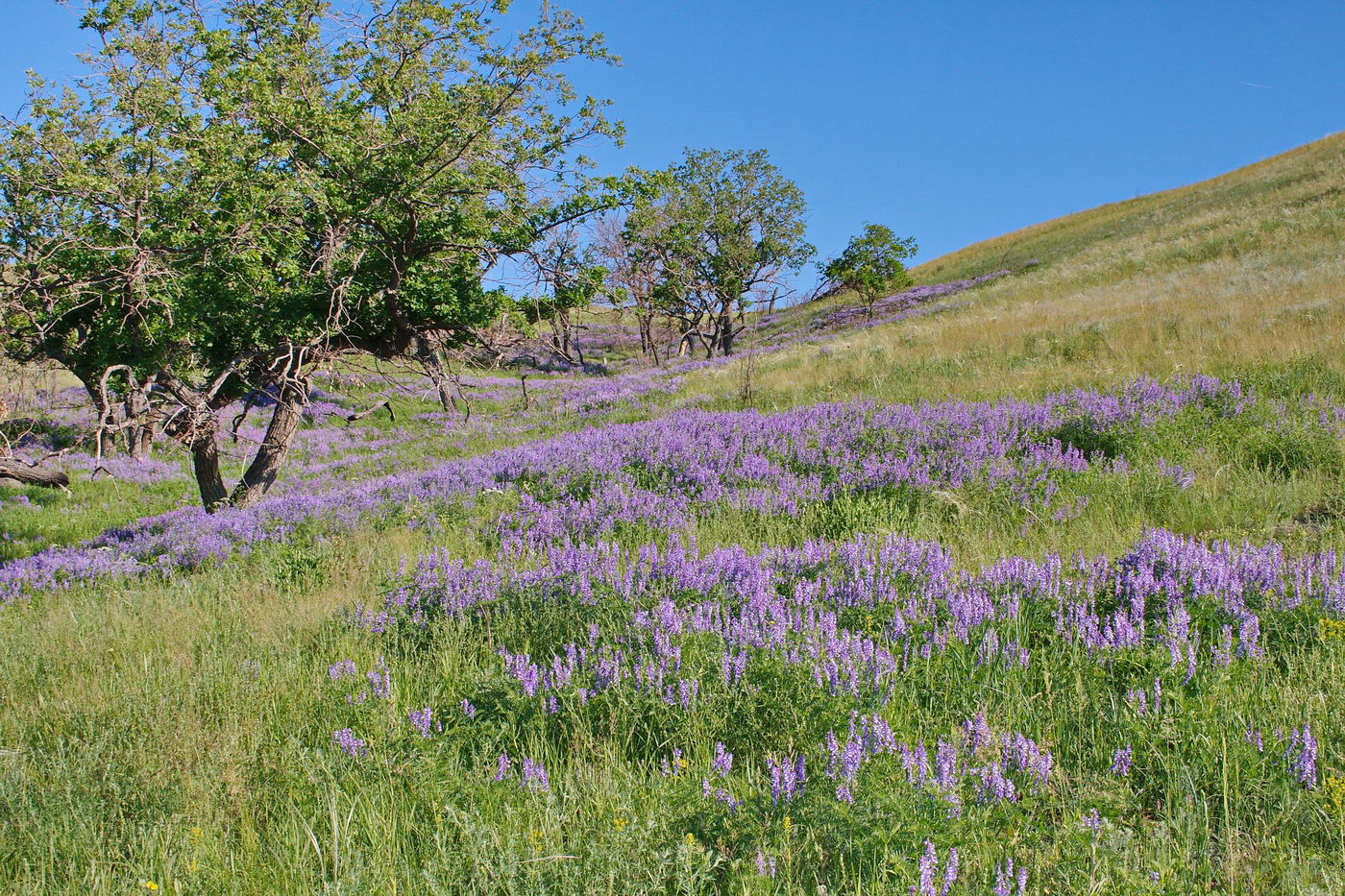 Image of Vicia cracca specimen.
