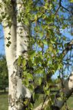 Betula pendula. Ветви с мужскими и женскими соцветиями. Псковская обл., Гдовский р-н, окр. дер. Самолва, мемориальный комплекс «Князь Александр Невский с дружиной», побережье Чудского озера, выкашиваемый луг. 27.04.2025.
