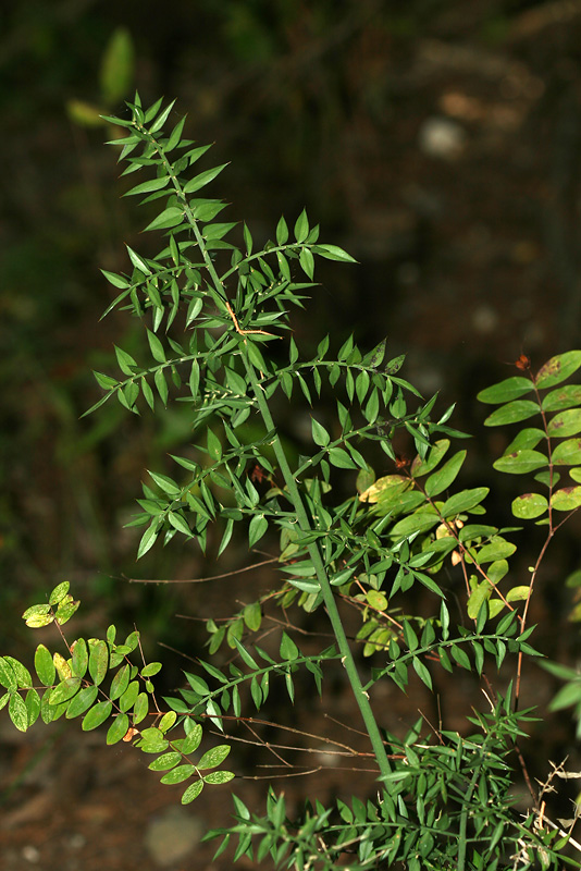 Изображение особи Ruscus aculeatus.