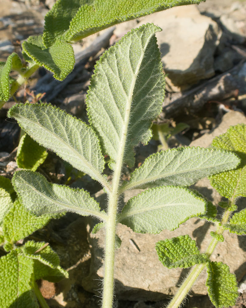 Image of Salvia ringens specimen.