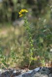Hypericum elegans