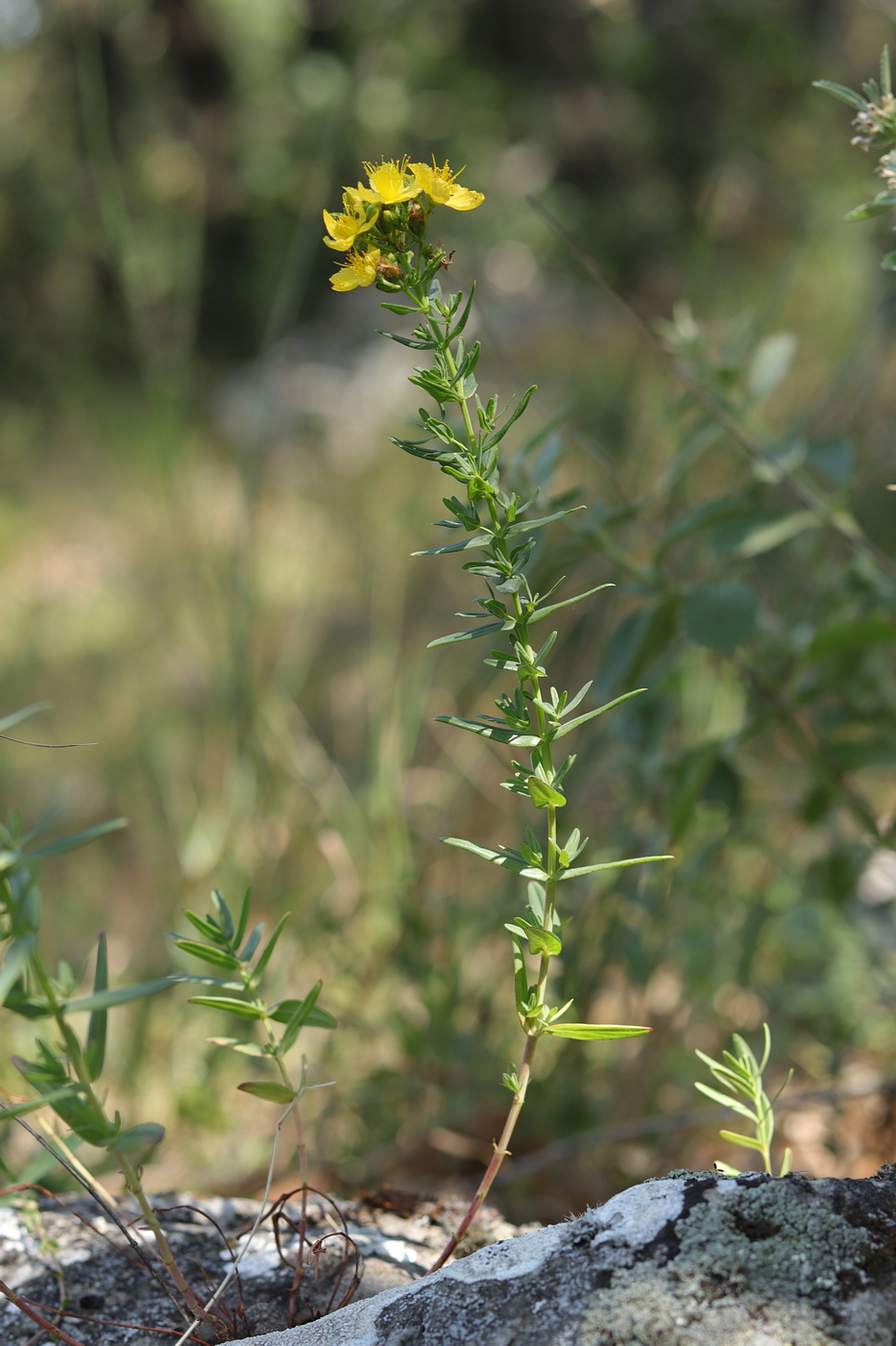 Image of Hypericum elegans specimen.