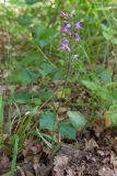 Cephalanthera rubra