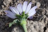 Epilasia mirabilis. Соцветие-корзинка (вид со стороны обёртки). Таджикистан, Хатлонская обл., Джиликульский р-н, запов. \"Тигровая балка\", кордон \"Королевская дача\", вторая надпойменная терраса, солончак. 16 апреля 2025 г.