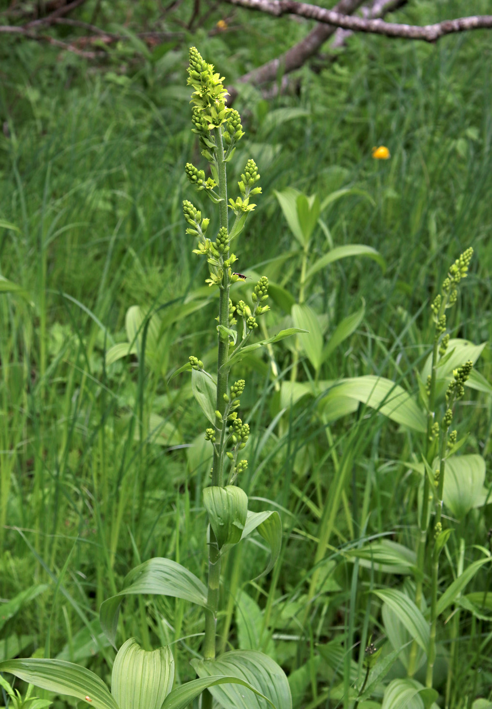 Изображение особи Veratrum lobelianum.