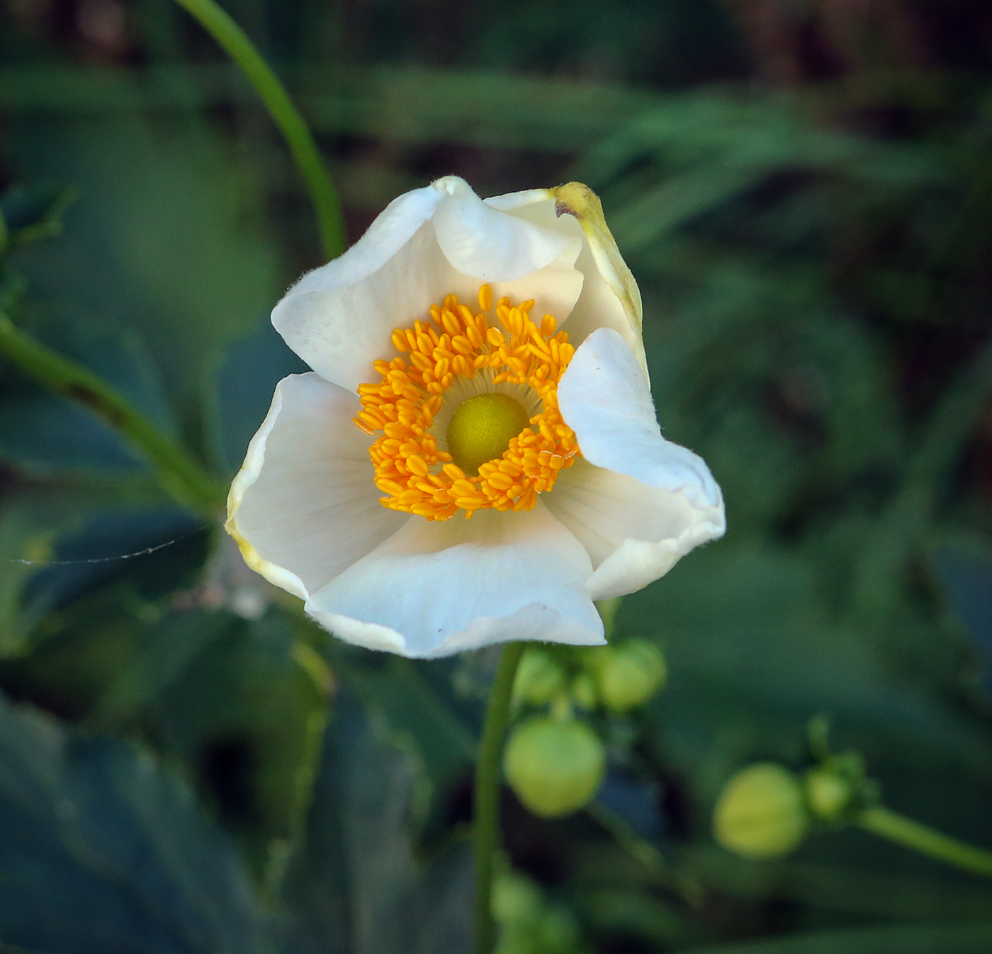Изображение особи род Anemone.