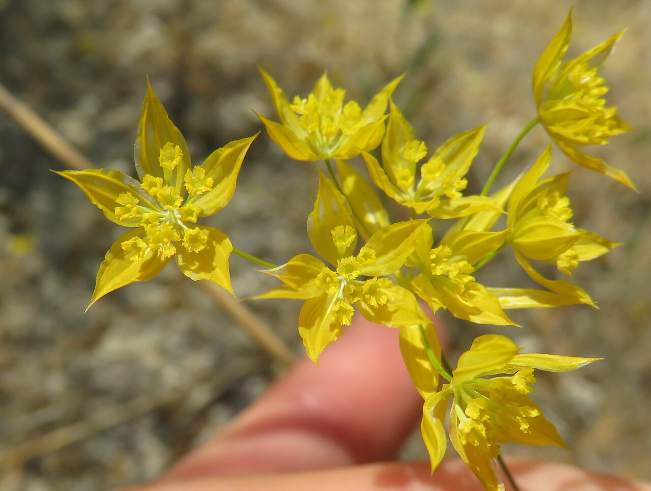 Image of Bupleurum flavum specimen.