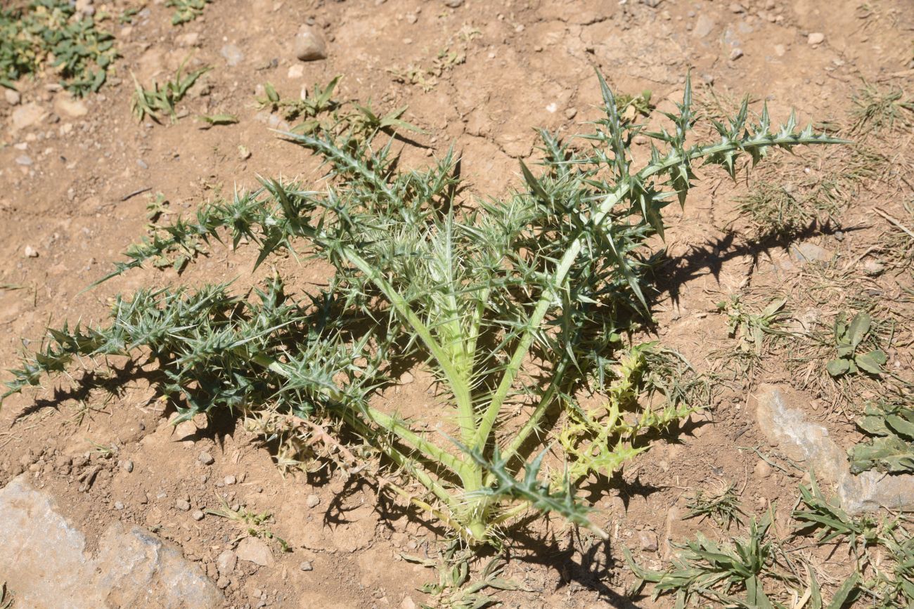 Image of Unknown species specimen.