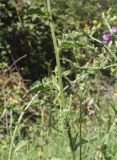 Picris hieracioides. Часть побега. Жирона, комарка Баш Эмпорда, муниципалитет Калонже, дубово-сосновый лес, обочина просёлочной дороги. 03.08.2025.
