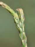 Image of taxon representative. Author is Лариса Крайник