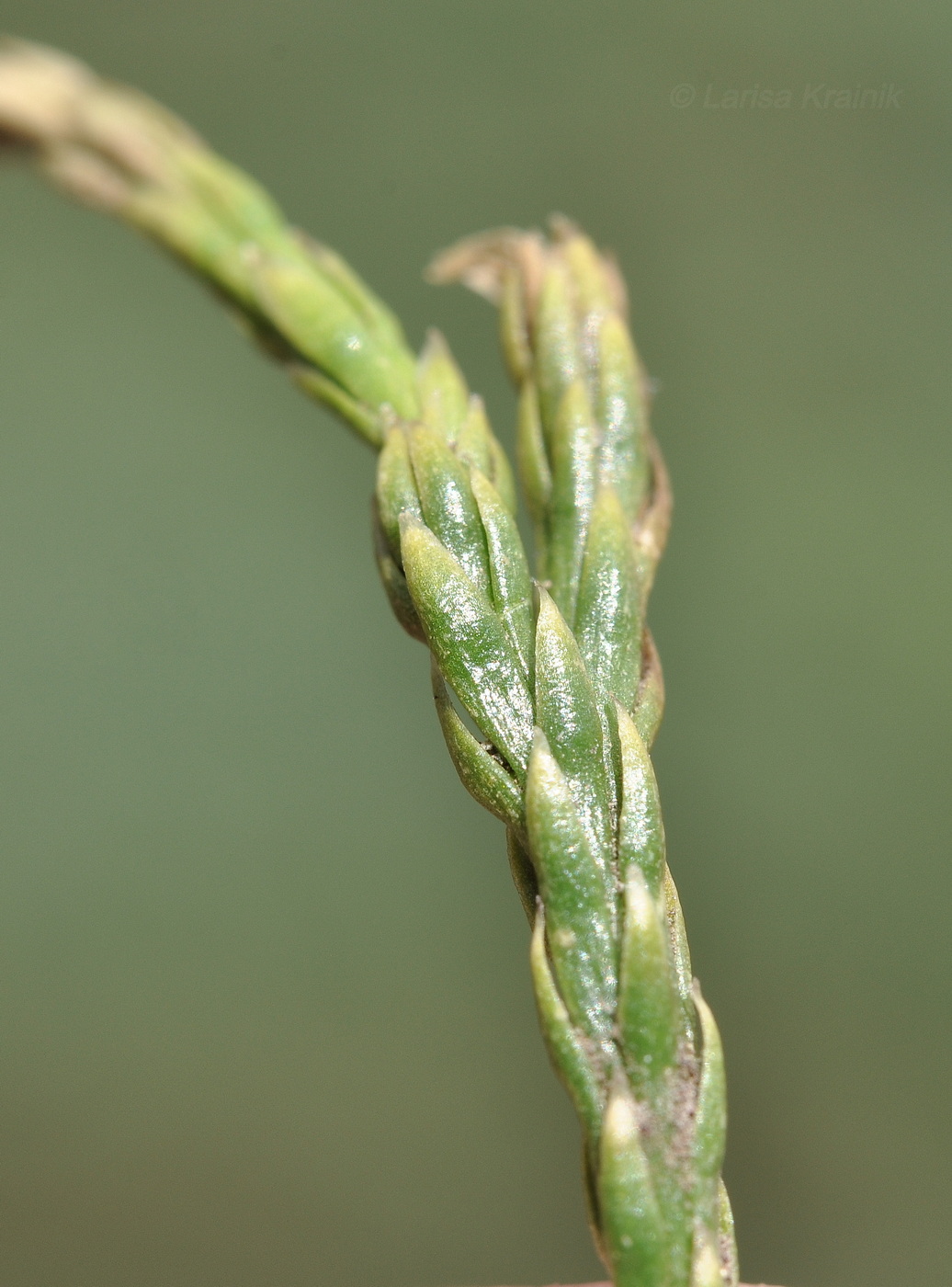 Image of Diphasiastrum alpinum specimen.