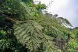 Cyathea cooperi. Верхушка спороносящего растения. Португалия, о-в Мадейра, национальный парк \"Рибейру-Фриу\", ≈ 1400 м н.у.м., опушка лаврового леса. 20.08.2025.