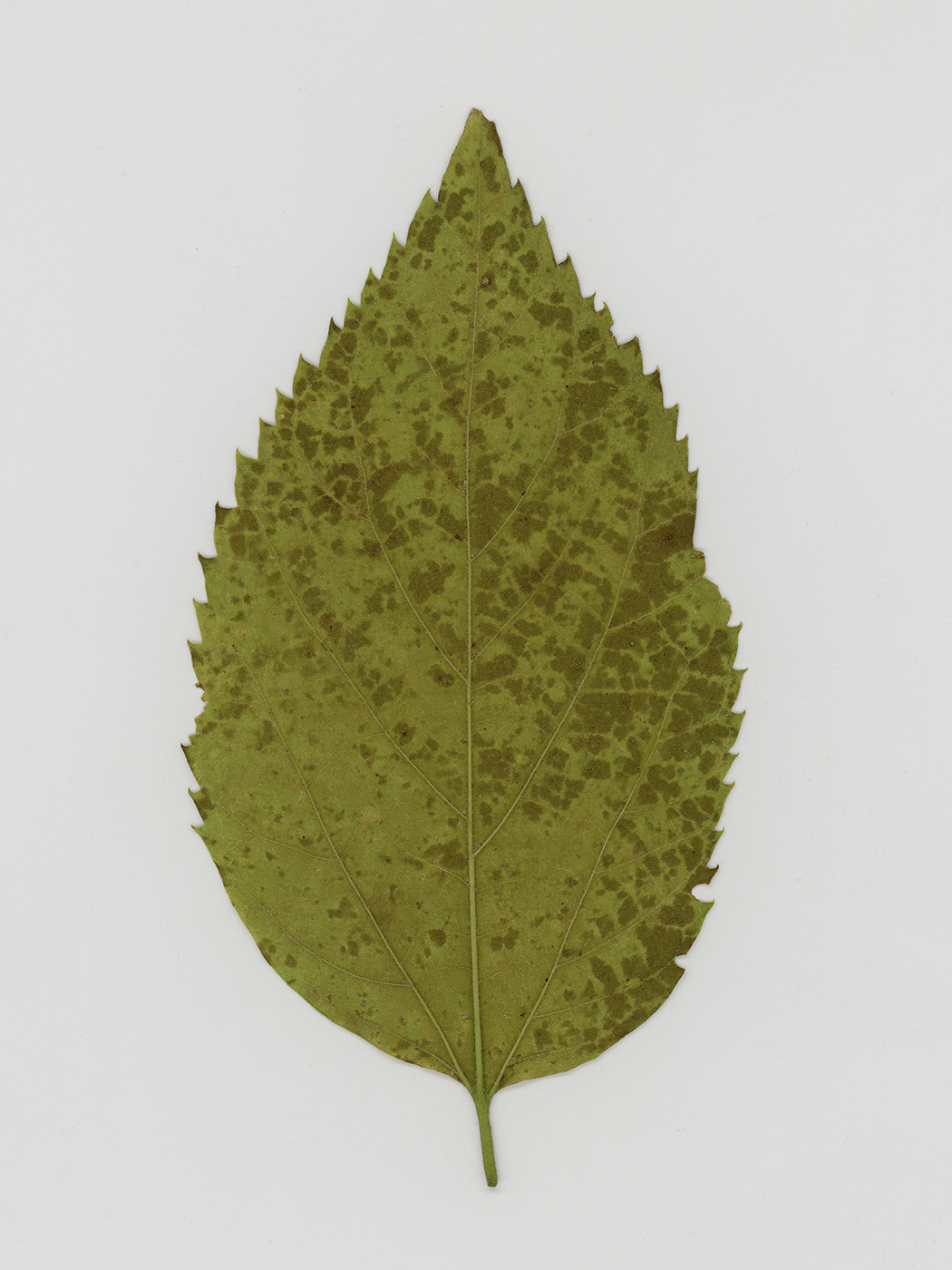 Изображение особи род Celtis.