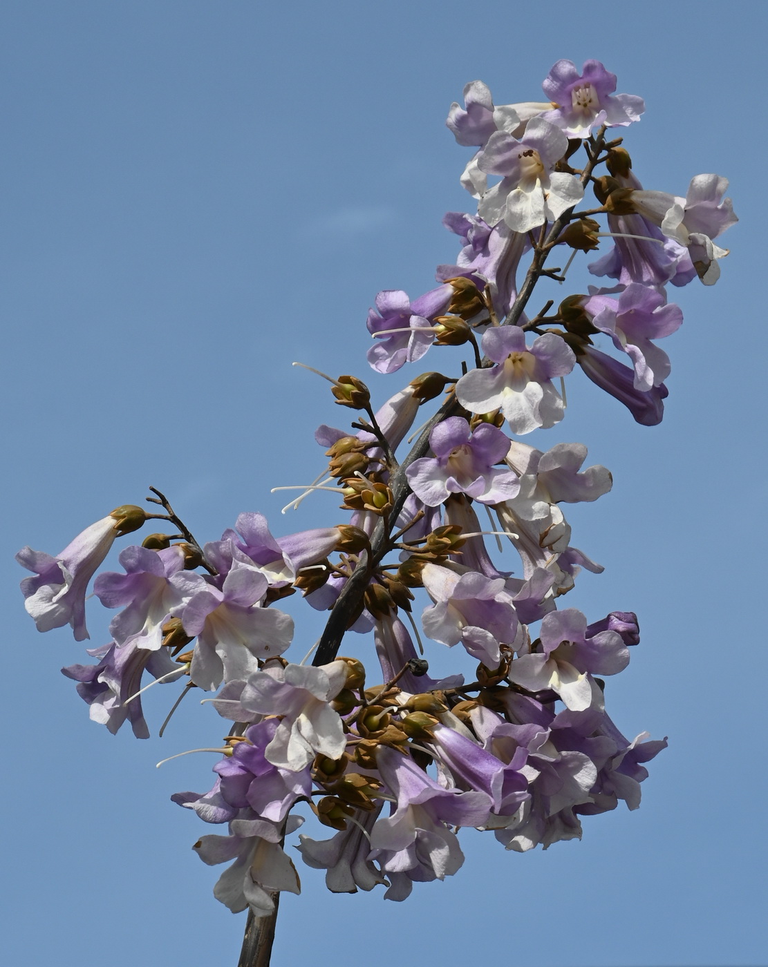 Изображение особи Paulownia tomentosa.