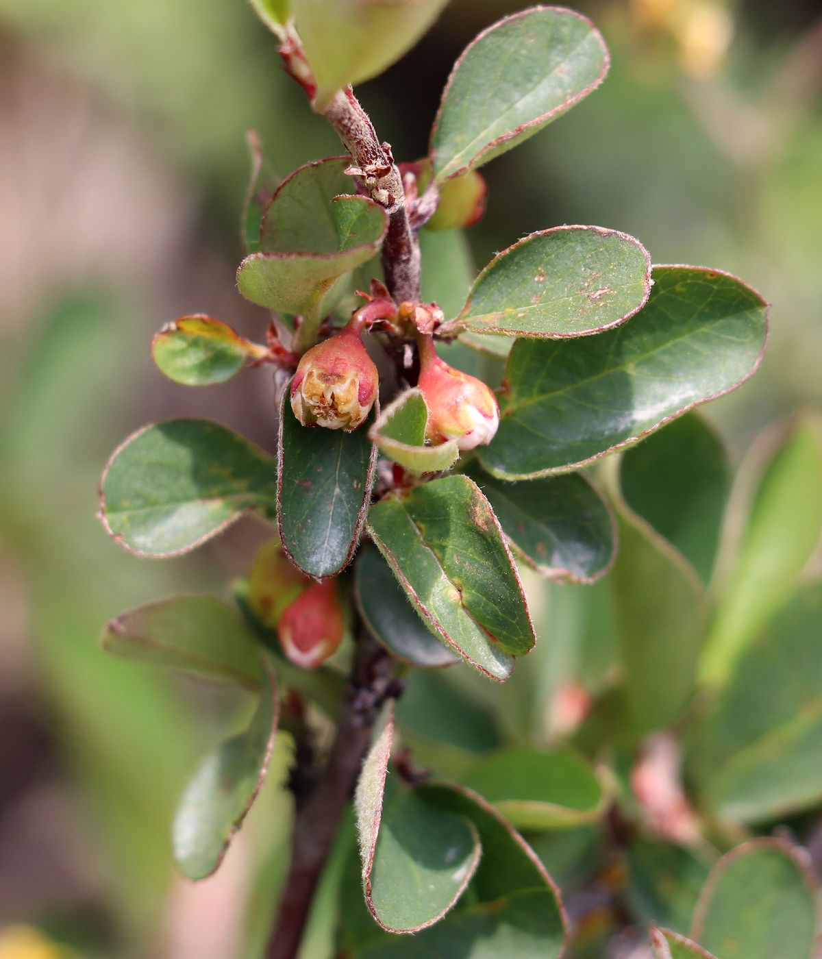 Image of Cotoneaster pojarkovae specimen.