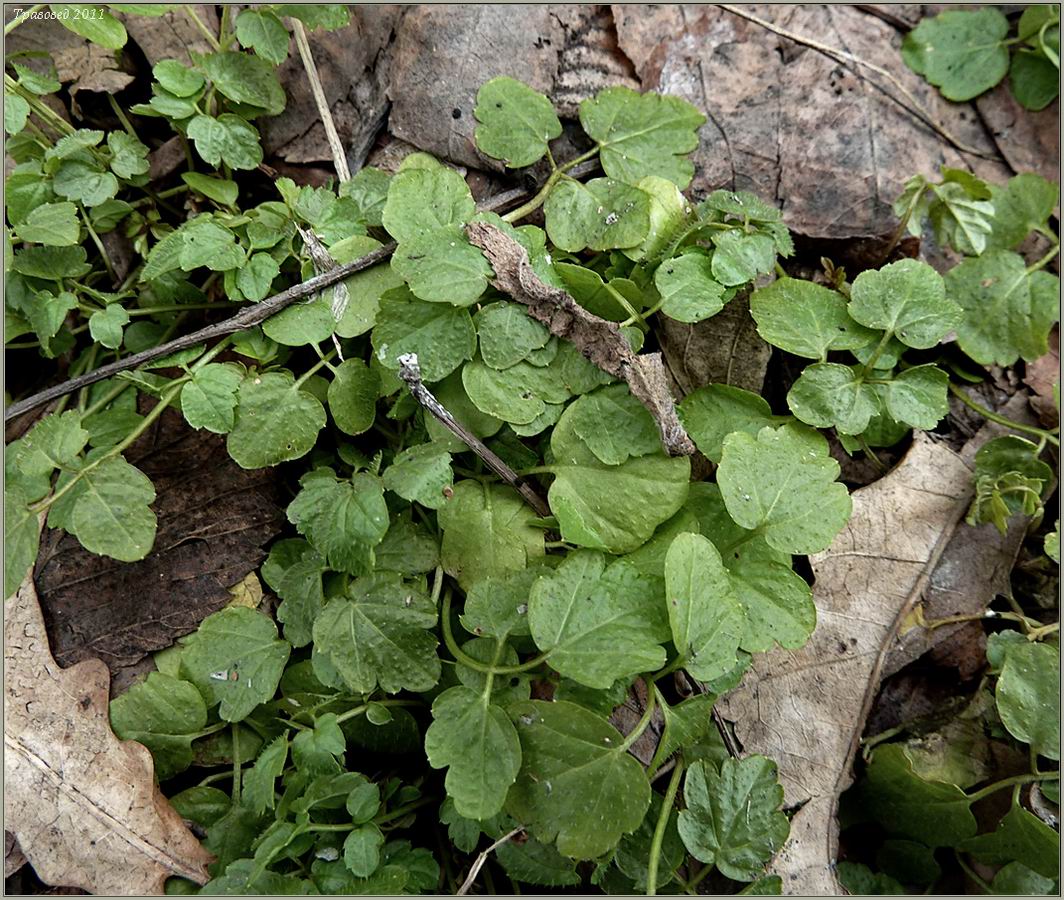 Изображение особи род Cardamine.