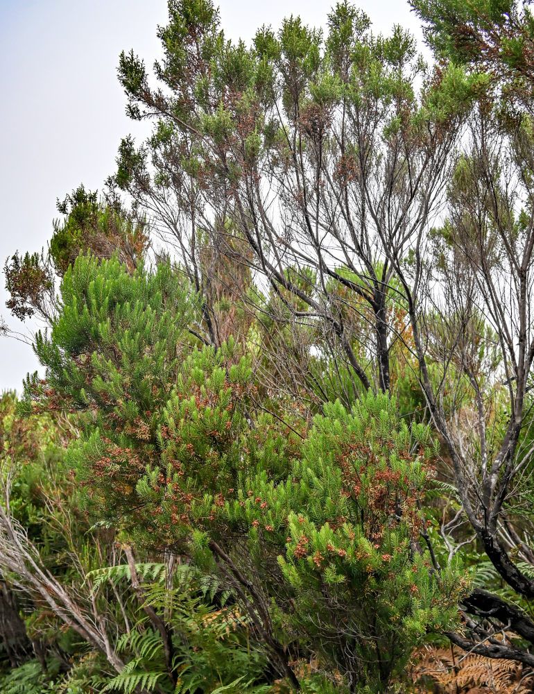 Изображение особи Erica arborea.