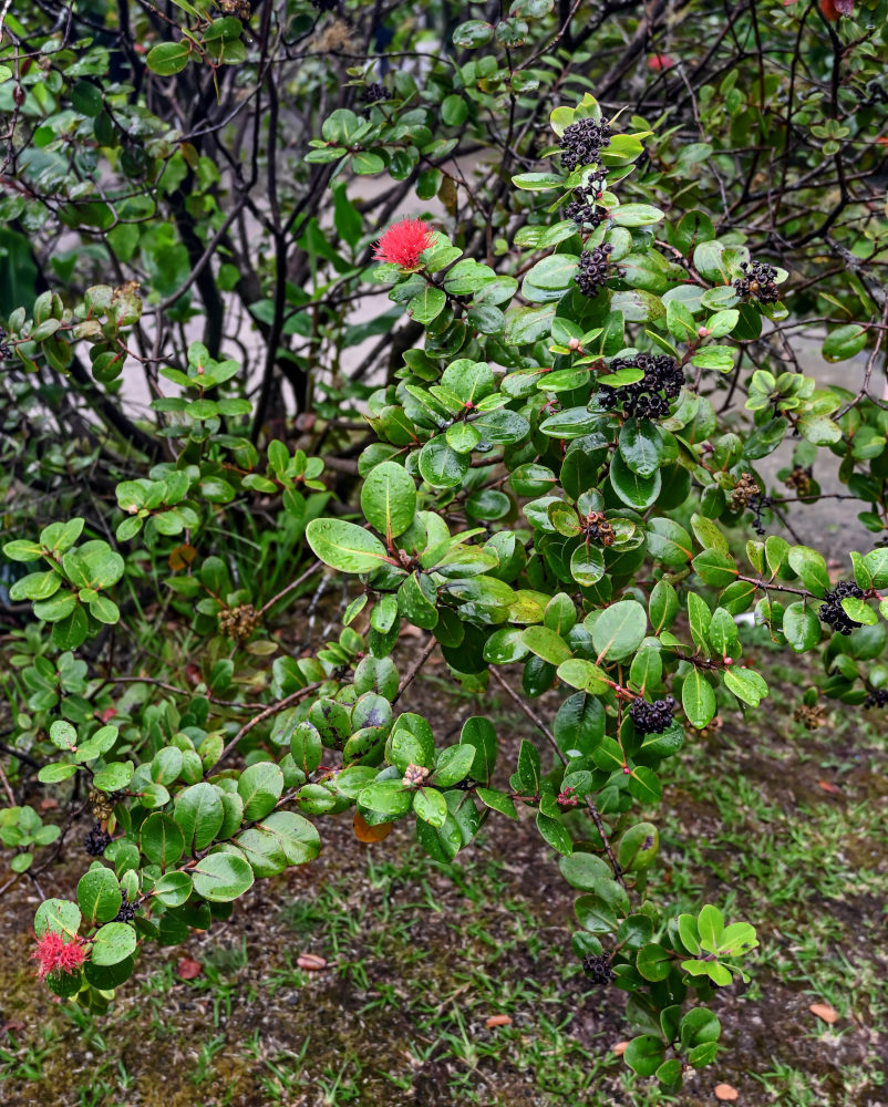 Image of Metrosideros polymorpha specimen.