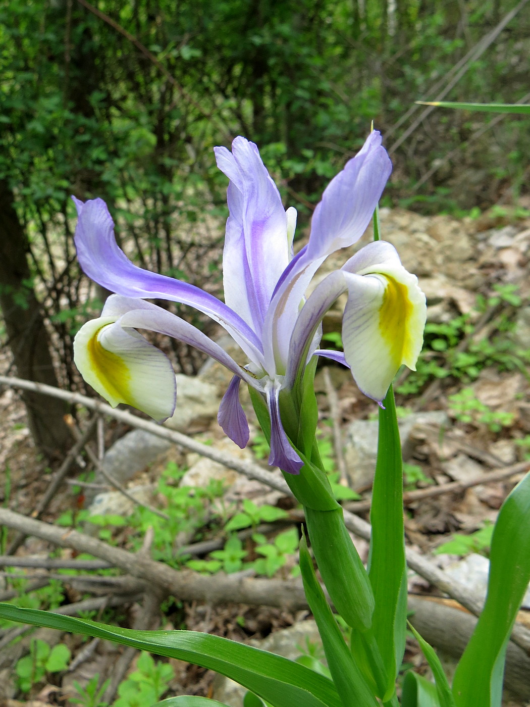 Изображение особи Juno vicaria.