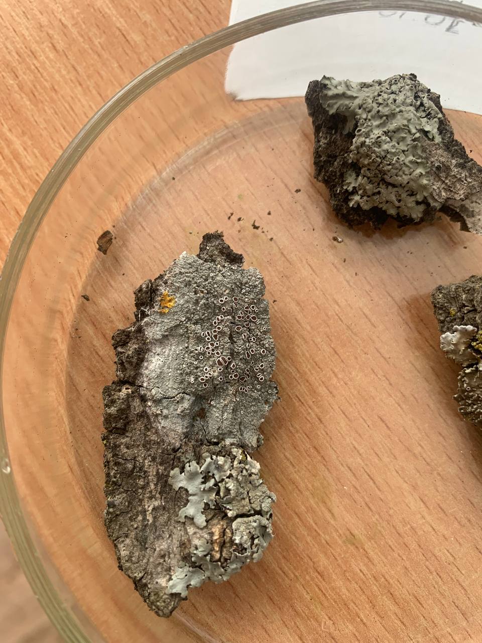 Изображение особи Неопознанный вид.