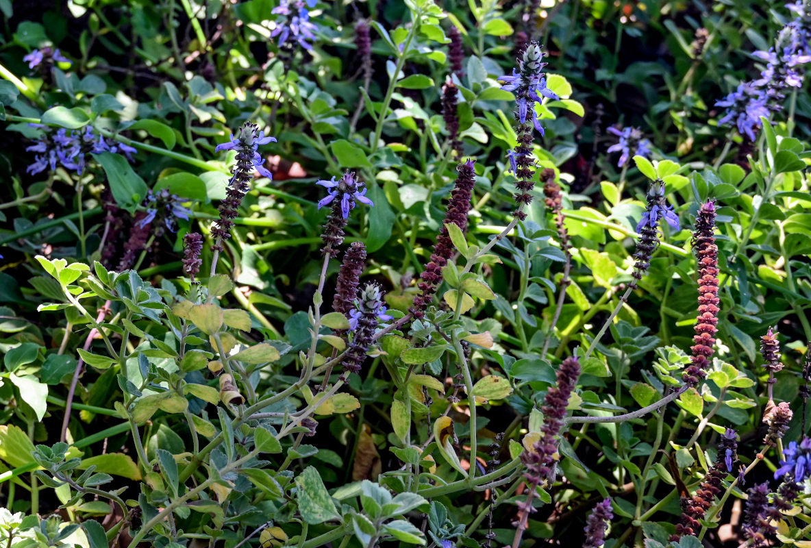 Изображение особи Coleus neochilus.