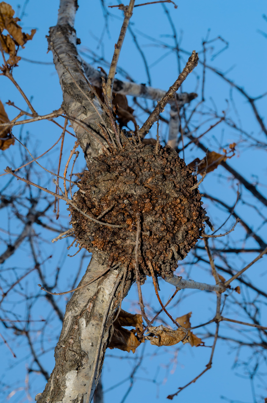 Image of Betula platyphylla specimen.