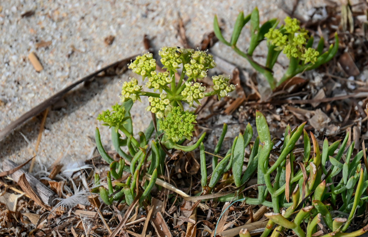 Изображение особи Crithmum maritimum.