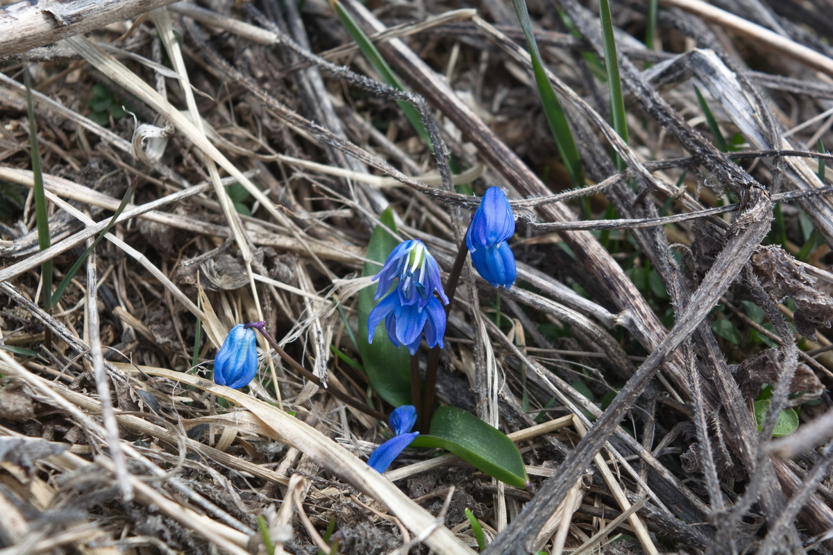 Image of Scilla siberica specimen.