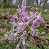 Corydalis caucasica