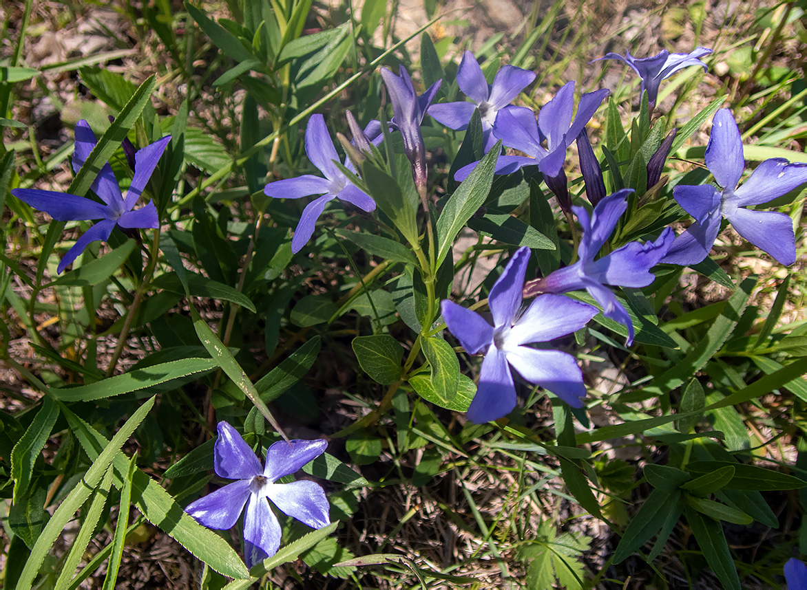 Изображение особи Vinca herbacea.